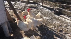 Бресс Галльская, племя 2021