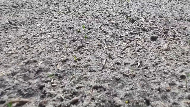 Сажаем ГАЗОН своими руками // ПРОЦЕСС РОСТА ГАЗОНА по ДНЯМ ?№359 // 365. смотреть онлайн