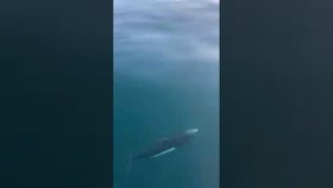 Магадан,б.Нагаева,Лето Магадан,Дельфины Охотского моря,Дальневосточные дельфины,Северные дельфины.