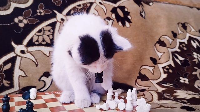 Игра в шахматы