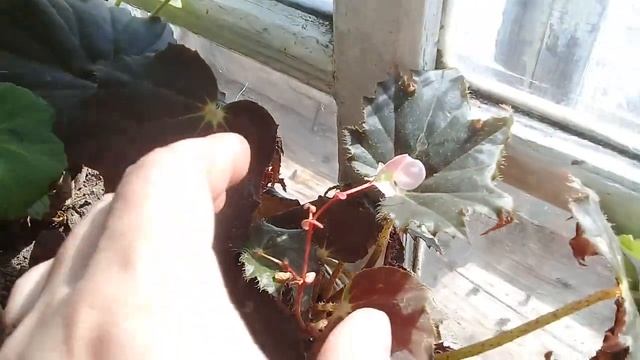 ?Мои комнатные цветы на даче.?Пеларгонии зацветают.???Апрель 2020г.? смотреть онлайн