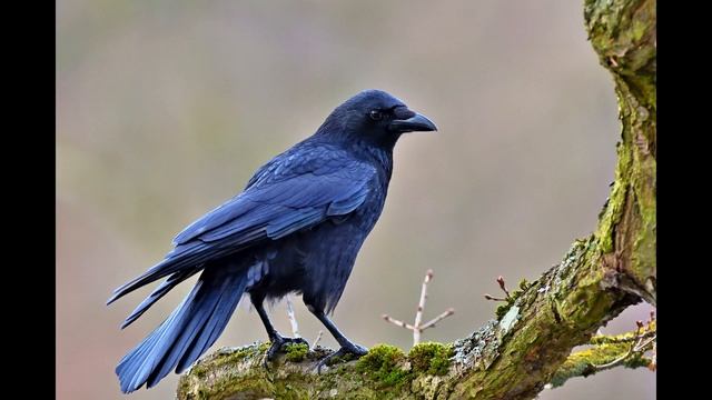 Звук карканья вороны смотреть онлайн