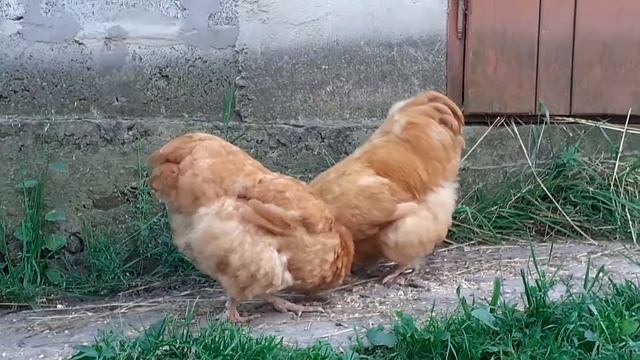 куры Орпингтон палевый смотреть онлайн