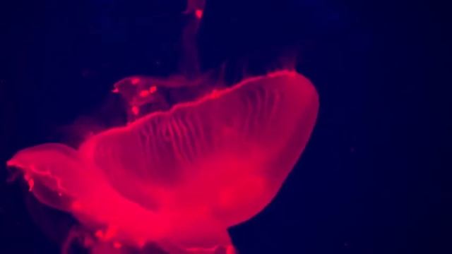 Musica para dormir, Musica para estudar, Musica para relaxar, Musica para meditar смотреть онлайн