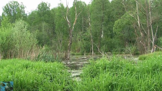 Пение лягушек.