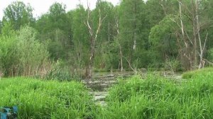 Пение лягушек.