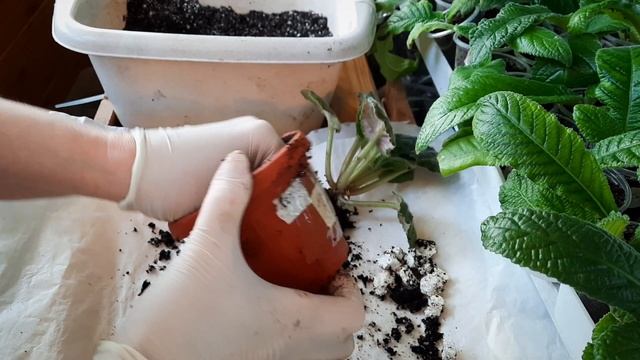 Фиалки. Фитильный полив - все секреты успеха. смотреть онлайн