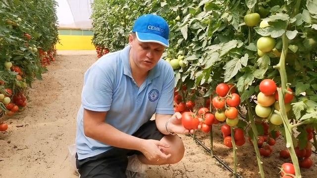 Томат Кистевой Удар F1