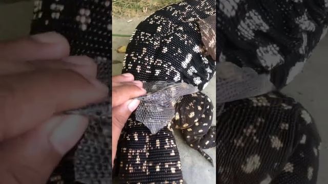 black and white tegu shedding..chruncy #shorts