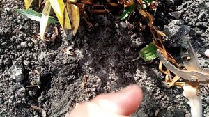 Обрезаю💐💐💐 ЛИЛИИ разных сортов на ЗИМУ👍👍👍.    Осенний УХОД💐🌞🌞🌞   6 октября 2023г💖