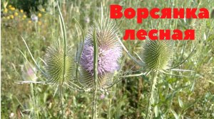 Ворсянка лесная. Необычное и оригинальное  растение!