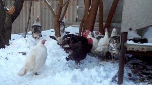 Индюки зимой