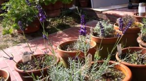 Lavandula angustifolia 'Hidcote'