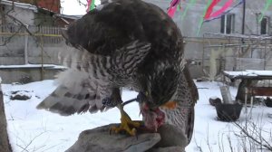 Обучение ястреба перепелятника выдержки