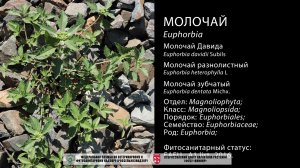 Молочай зубчатый (Euphorbia dentata Michx.)