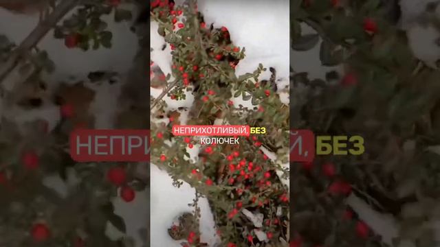 Не туя!🌲ТОП5 НЕОЖИДАННЫХ вечнозеленых для сада ЗИМОЙ