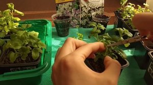 Бакопа на 15.03. Формирование бакопы, укоренение черенков