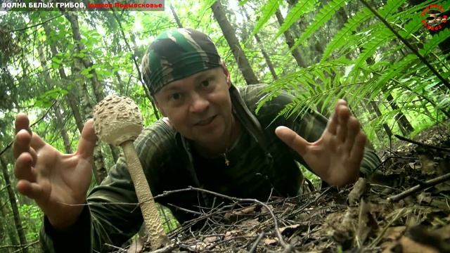 Волна белых грибов, конец июля, юг Подмосковья, Павелецкое направление смотреть онлайн