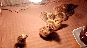 Мои первые цыплята породы Лакеданзи.