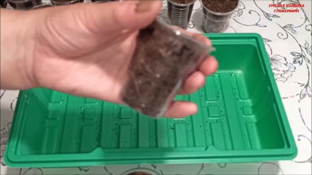 РАСПРОДАЖА  КЛУБНЕЙ ? МАХРОВЫХ ГЛОКСИНИЙ ✅ часть 1