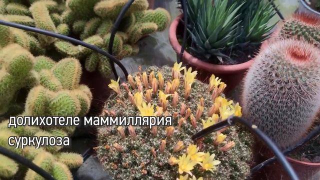 Цветущие кактусы с названиями видов.  Видео 2