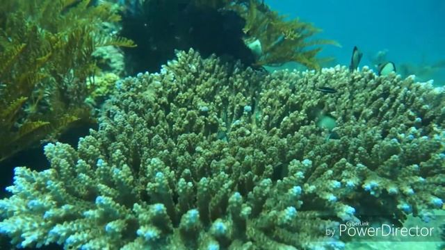 Погружение с аквалангом на Бали. смотреть онлайн