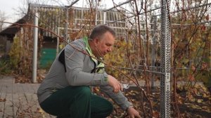 Как обрезать плодоносящий куст винограда осенью