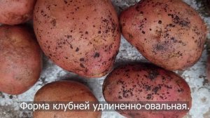 Сорт картофеля Ред Скарлетт. Potato seeds Red Scarlett.