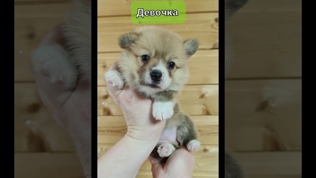 Малыши вельш корги пемброк 25 дней??? смотреть онлайн
