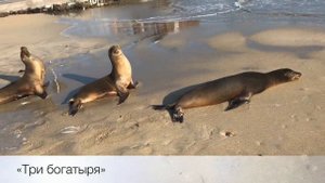 Морские котики на Галапагосских островах