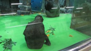 Гориллы Московский Зоопарк 2019