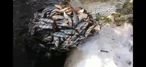 Древний способ рыбалки. Способ называется Ботать неводом.