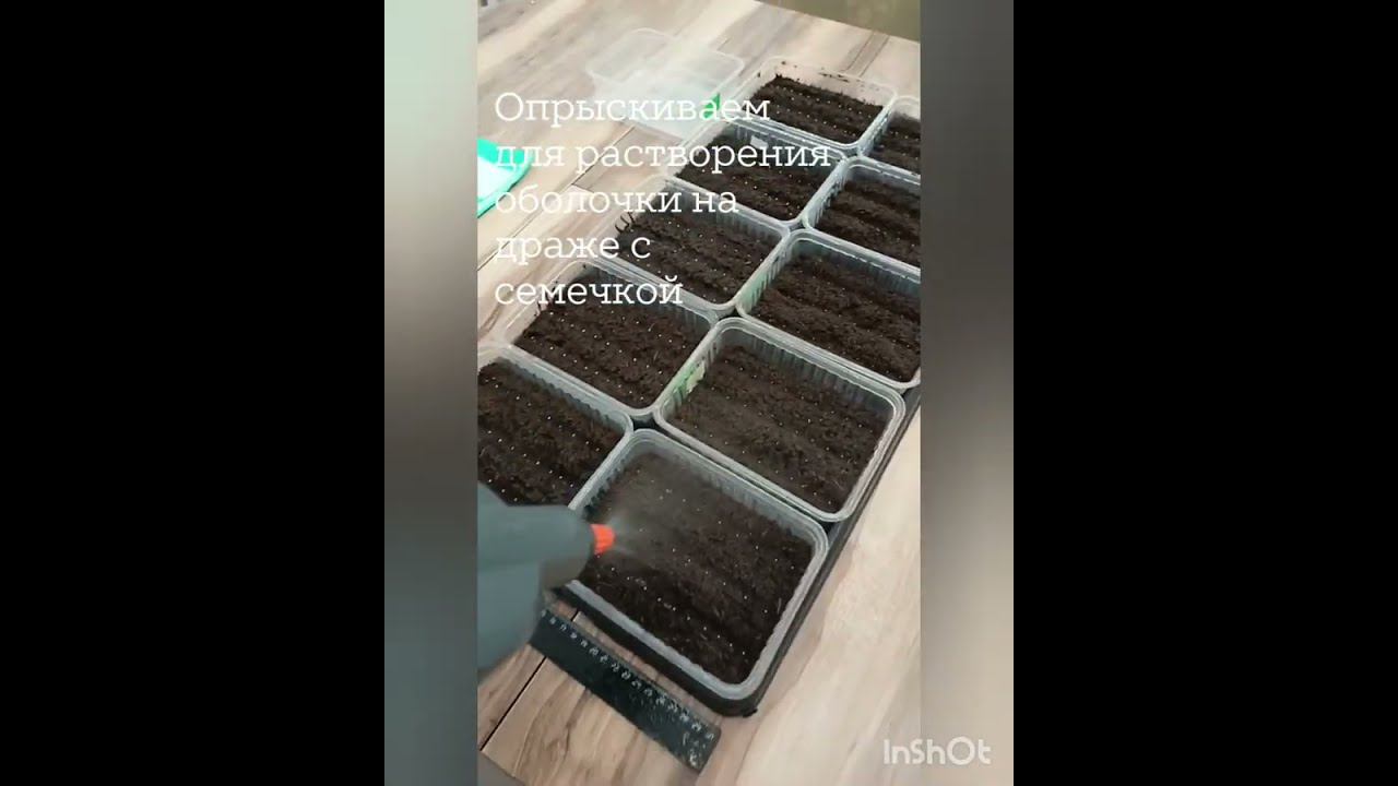 Посев эустомы от А до Я. Посев 8.12.23