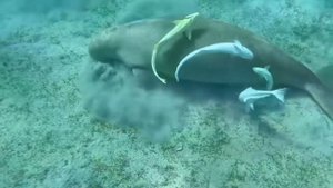 Iberotel Costa Mares 5*