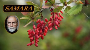 В ботаническом саду Самары. Сентябрь 2023. In the botanical garden of Samara. September 2023.