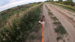 Красивая и милая Хаски Майя!