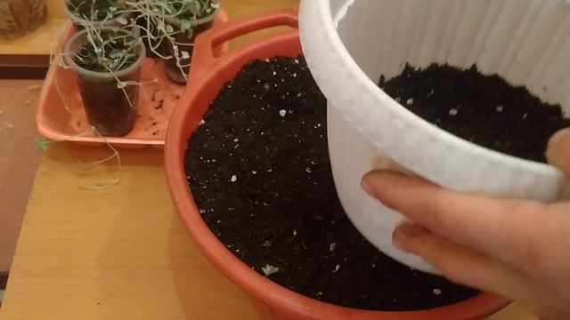 ДИХОНДРА И КАК ЕЁ СОХРАНИТЬ? смотреть онлайн