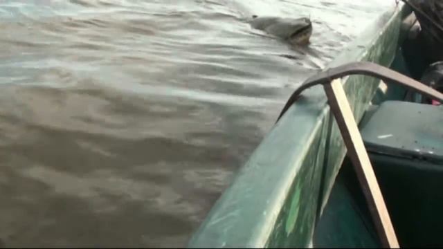 Ловля сома при помощи квока 001 смотреть онлайн