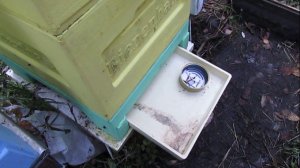 большая осыпь клеща Варроа в октябре в семье пчел, повторная обработка пчел через пять дней