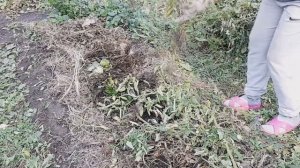 КУДА девать ГОРЫ ботвы после сбора урожая И ЧТО с ней делать?