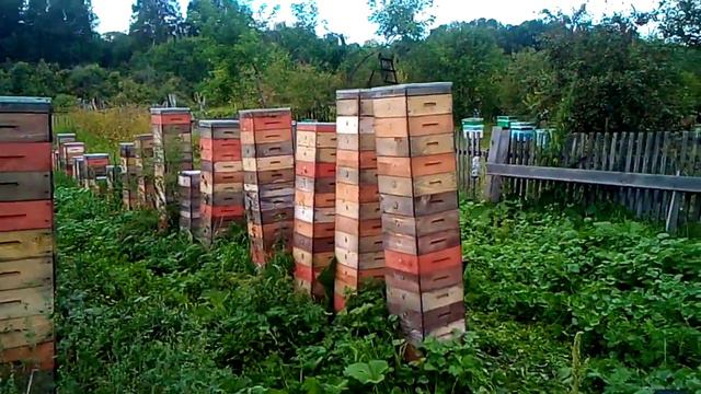 Миг на пасеке, август. смотреть онлайн