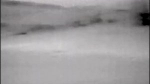 Два волка вышли на вабу, а подошли на манок крик зайца