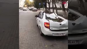 Не ставьте машины под деревьями!