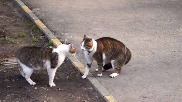 Коты орут !