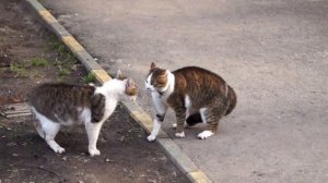 Коты орут !
