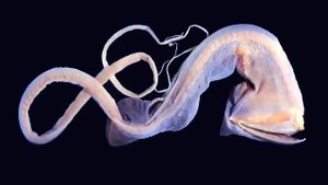 Монстры Марианской Впадины, Которые Действительно Существуют