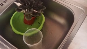 КАК ПОЛИВАТЬ ФИАЛКУ ПРАВИЛЬНО? мой опыт!