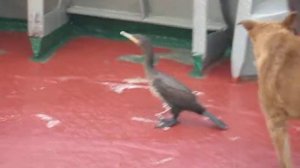 собачий  разговор- птичий ответ