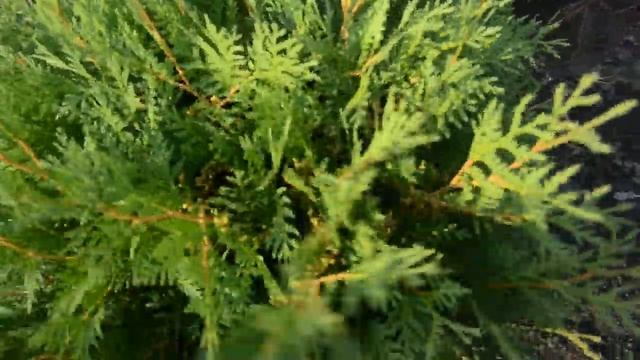 Туя западная Вудварди | Plante.md смотреть онлайн