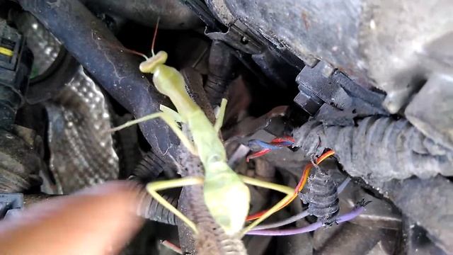 кабельтрекер натуральный. смотреть онлайн